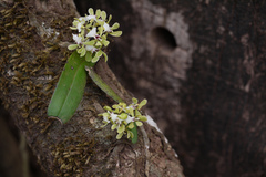 Smithsonia viridiflora